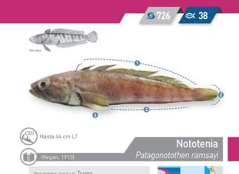 Patagonotothen ramsayi - Nototenia