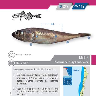 Normanichthys crockeri - Mote