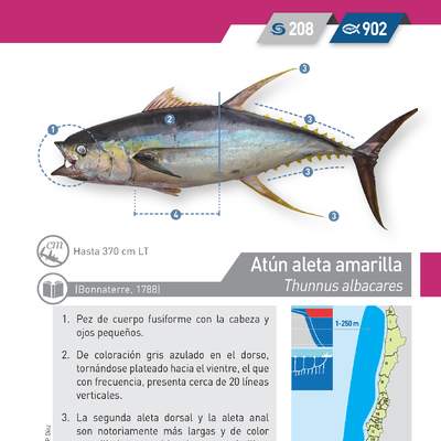 Thunnus albacares - Atún aleta amarilla