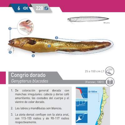 Genypterus blacodes - Congrio dorado