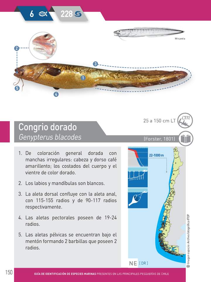 Genypterus blacodes - Congrio dorado