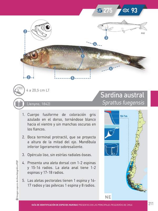 Brama australis - Reineta