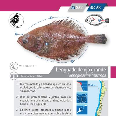 Hippoglossina macrops - Lenguado de ojo grande