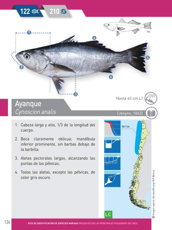 Cynoscion analis -Ayanque