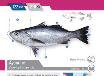 Cynoscion analis -Ayanque