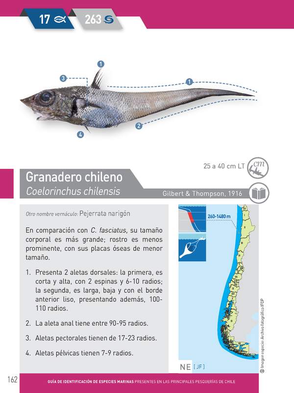 Coelorinchus chilensis - Granadero chileno