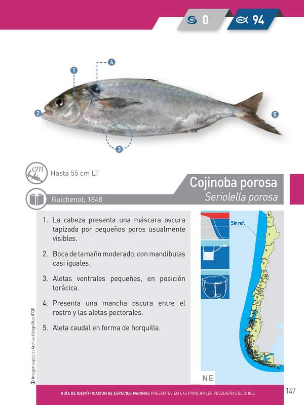 Seriolella porosa - Cojinoba porosa