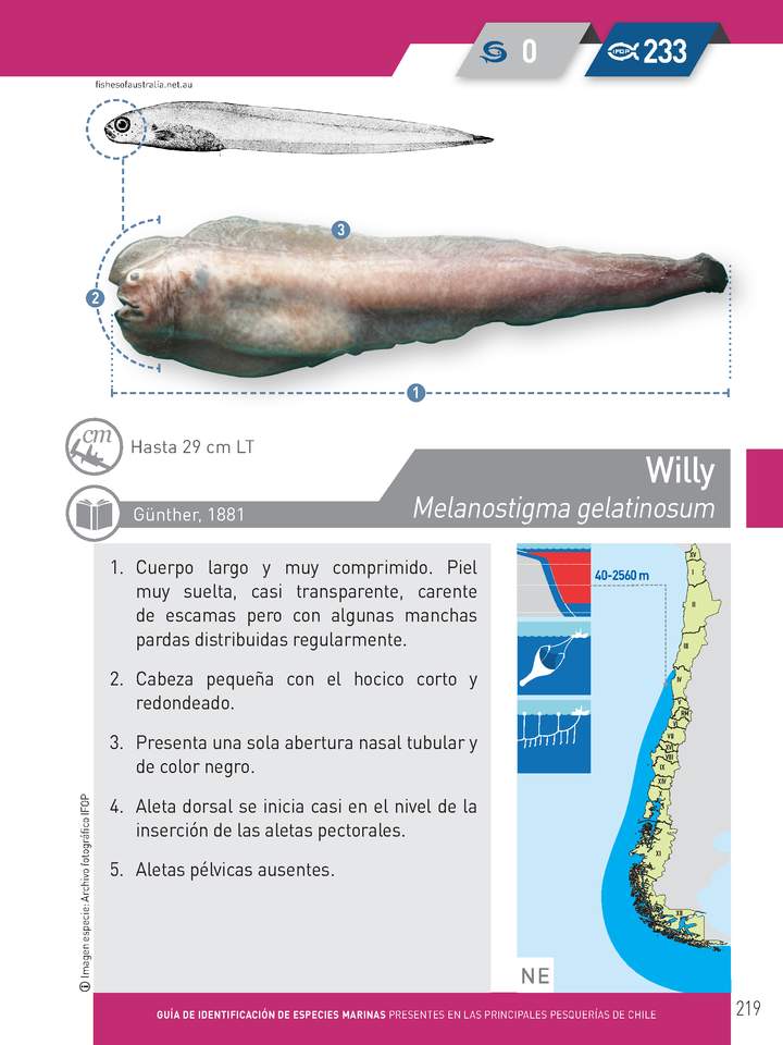 Melanostigma gelatinosum - Willy