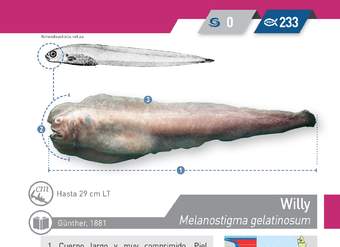 Melanostigma gelatinosum - Willy