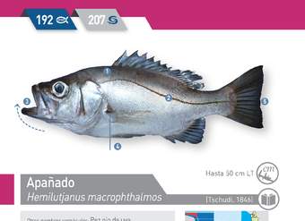 Hemilutjanus macrophthalmos - Apañado