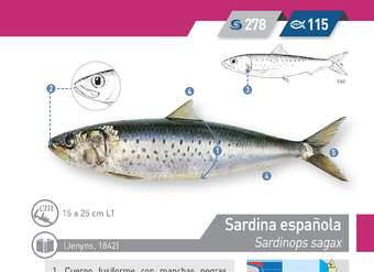 Sardinops sagax - sardina española