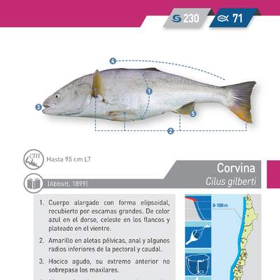 Cilus gilberti- Corvina