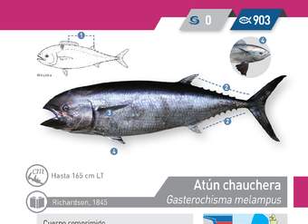 Gasterochisma melampus - Atún chauchera