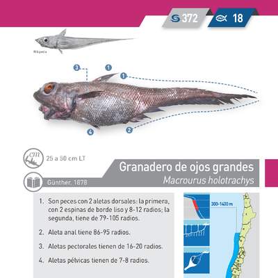 Macrourus holotrachys - Granadero de ojos grandes