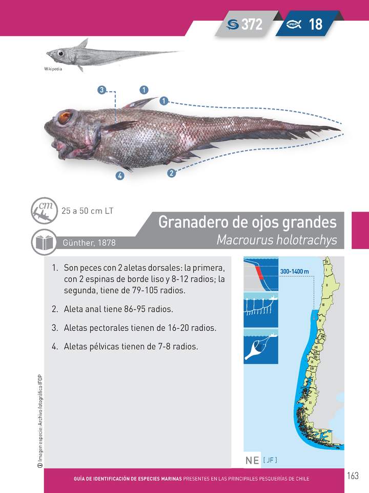 Macrourus holotrachys - Granadero de ojos grandes