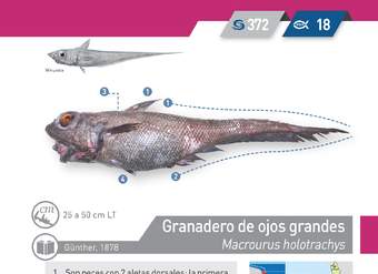 Macrourus holotrachys - Granadero de ojos grandes