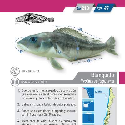 Polyprion oxygeneios - Bacalao de Juan Fernández