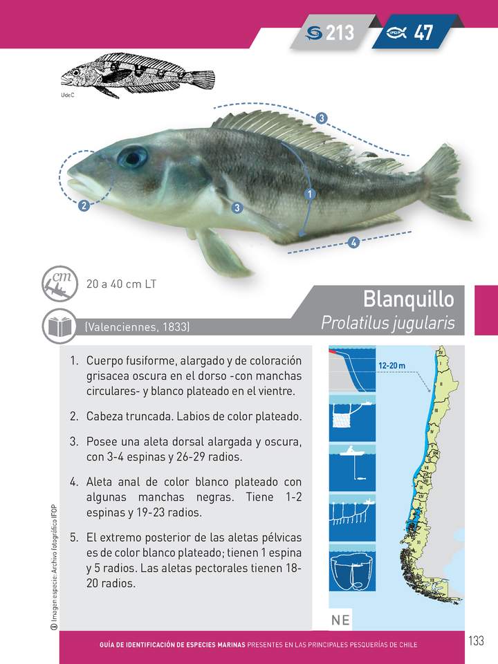 Polyprion oxygeneios - Bacalao de Juan Fernández