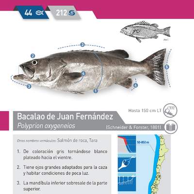 Polyprion oxygeneios - Bacalao de Juan Fernández