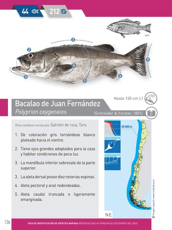 Polyprion oxygeneios - Bacalao de Juan Fernández