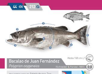 Polyprion oxygeneios - Bacalao de Juan Fernández