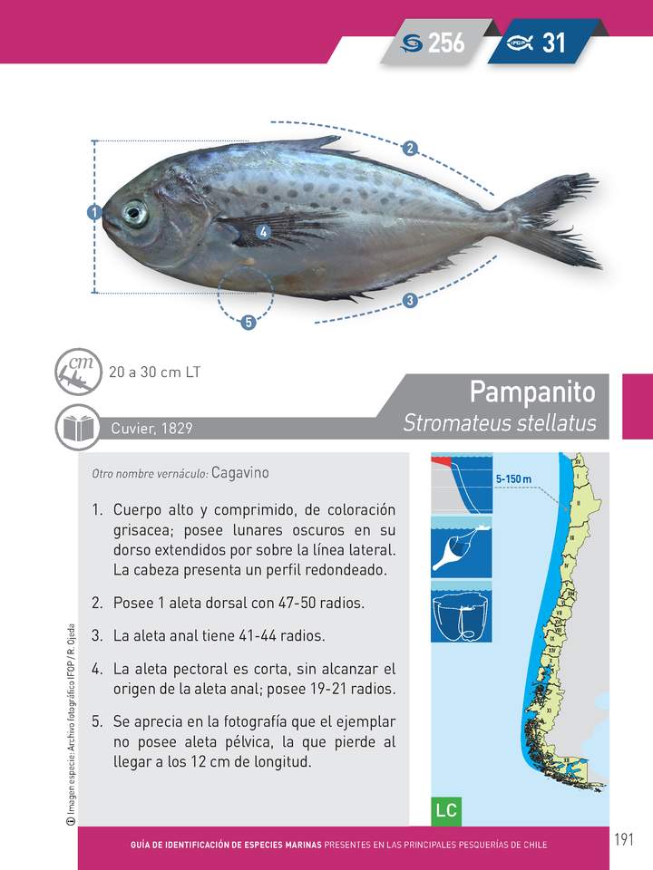 Stromateus stellatus - Pampanito