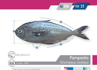 Stromateus stellatus - Pampanito