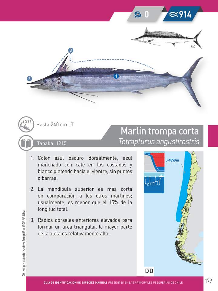 Tetrapturus angustirostris - Marlín trompa corta