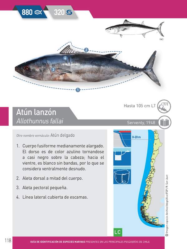 Allothunnus fallai - Atún lanzón