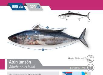 Allothunnus fallai - Atún lanzón