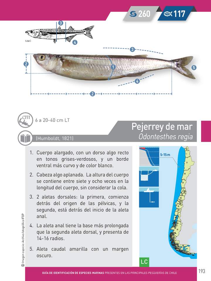 Odontesthes regia - Pejerrey de mar