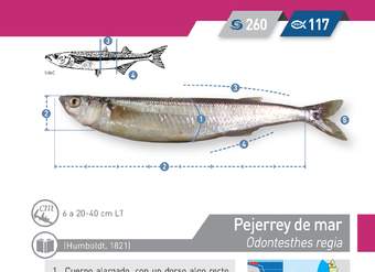 Odontesthes regia - Pejerrey de mar