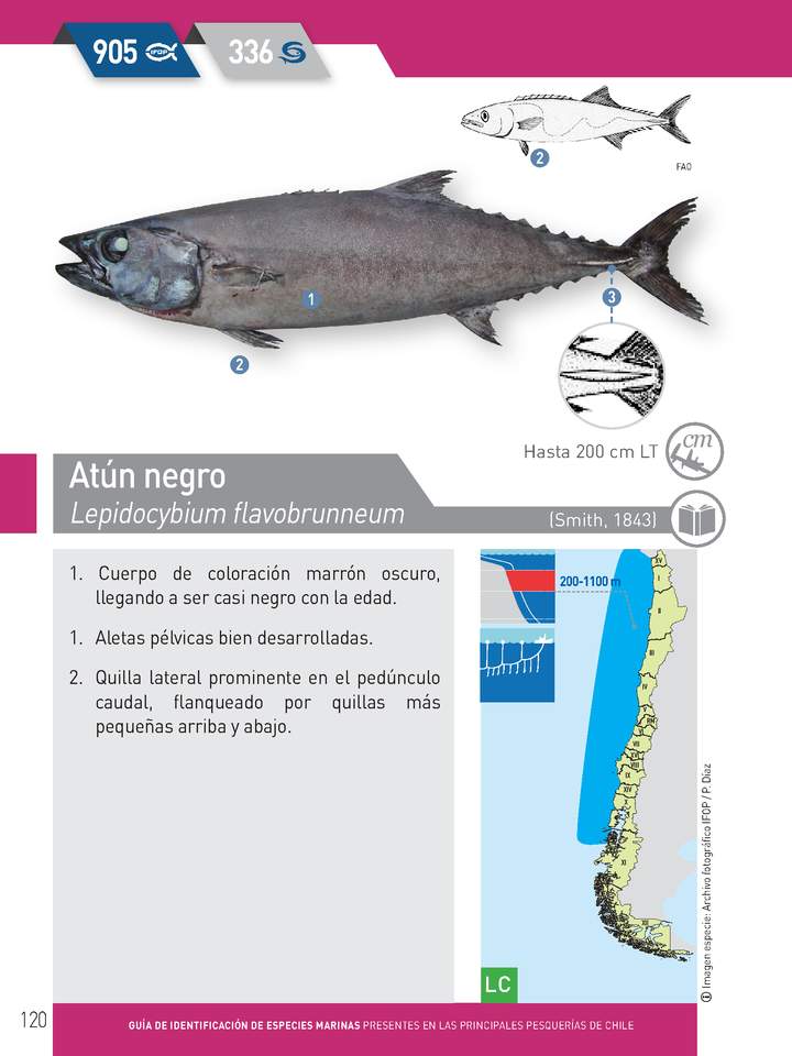 Lepidocybium flavobrunneum - Atún negro