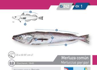 Merluccius gayi gayi - Merluza común