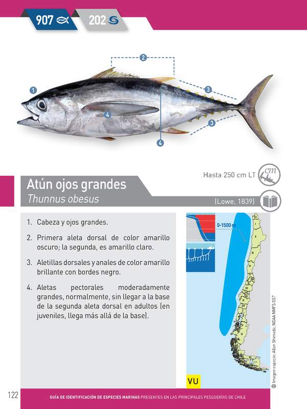 Thunnus obesus - Atún ojos grandes