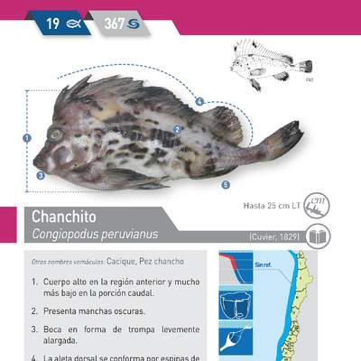 Congiopodus peruvianus - Chanchito