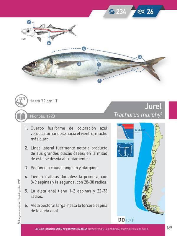 Trachurus murphyi - Jurel