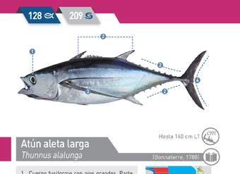 Thunnus alalunga - Atún aleta larga