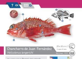 Helicolenus lengerichi - Chancharro de Juan Fernández