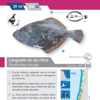 Paralichthys microps - Lenguado de ojo chico