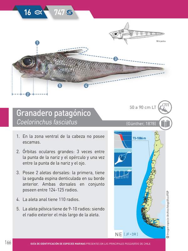 Coelorinchus fasciatus - Granadero patagónico