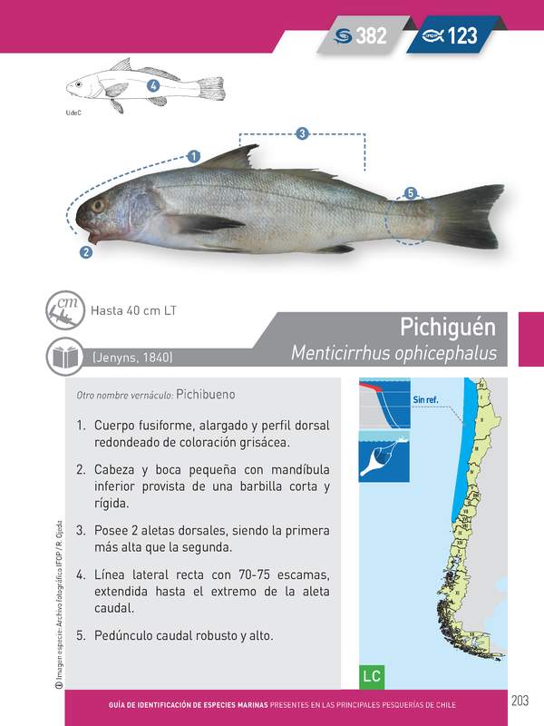 Menticirrhus ophicephalus - Pichiguén