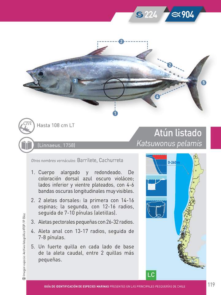 Katsuwonus pelamis - Atún listado