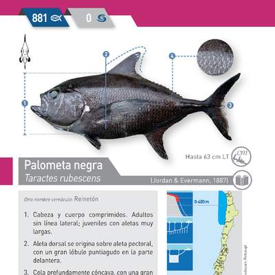 Taractes rubescens - Palometa negra