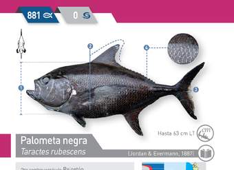 Taractes rubescens - Palometa negra