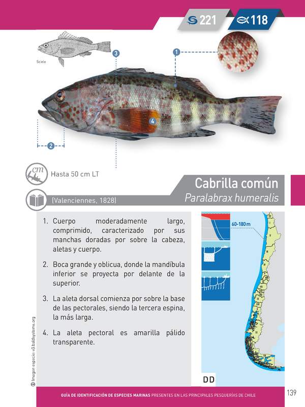 Paralabrax humeralis - Cabrilla común