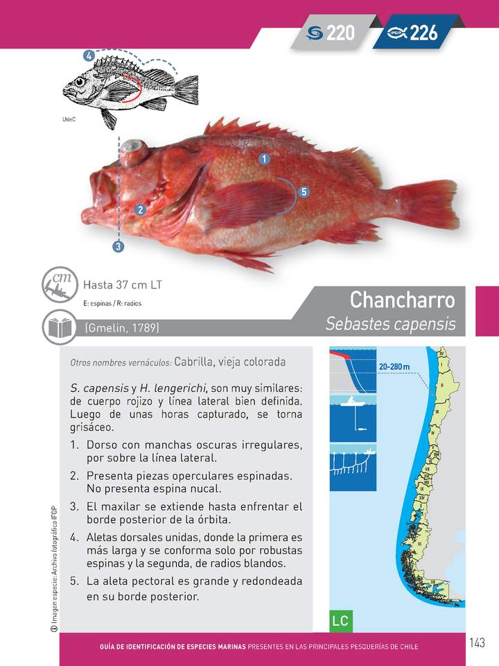 Sebastes capensis - Chancharro