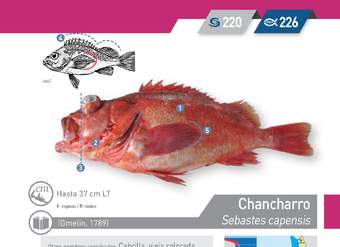 Sebastes capensis - Chancharro