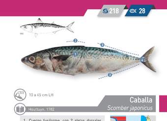 Scomber japonicus - Caballa