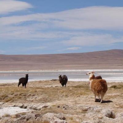 Salar de Huasco